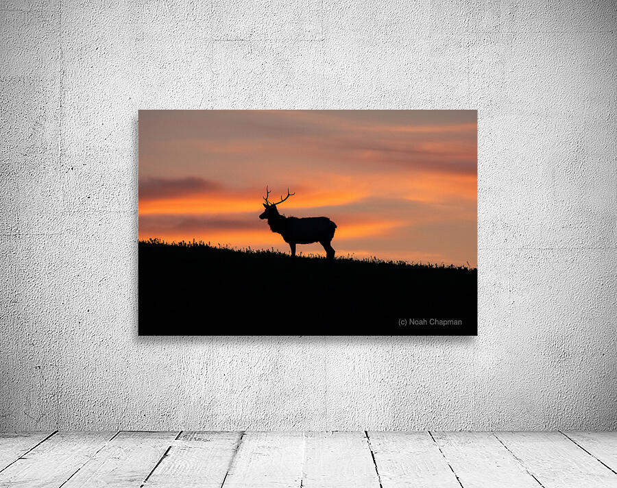 Point Reyes Elk Wall Preview