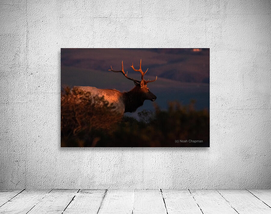 Sunset Elk Wall Preview