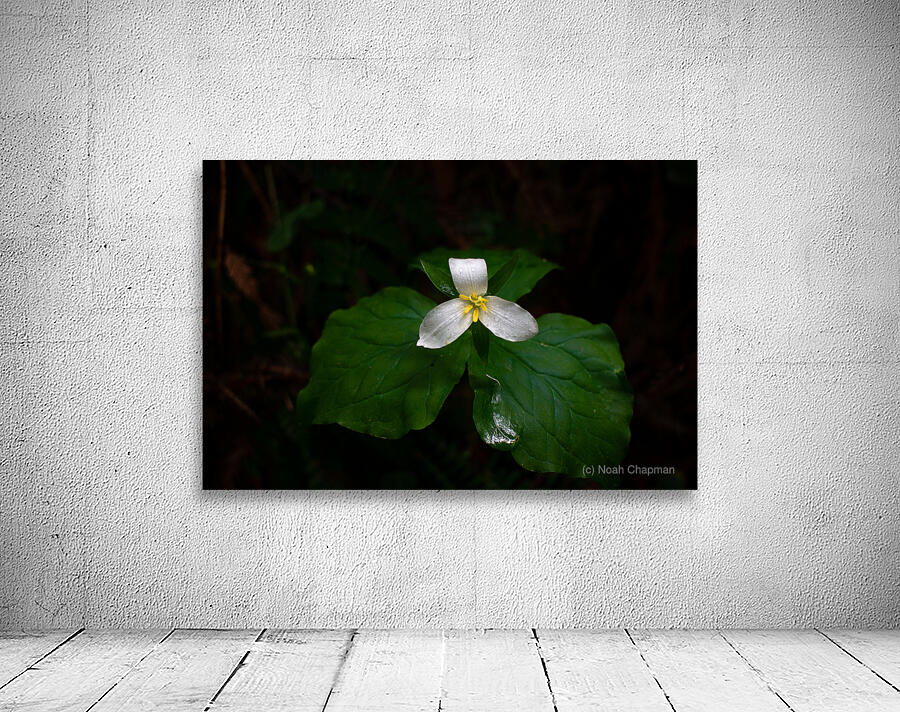 Blooming Trillium Wall Preview