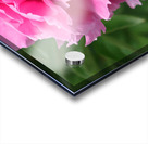 Lone Peony  Acrylic print