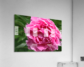Lone Peony  Acrylic Print