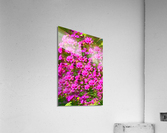 Delphinium Madness Acrylic Print