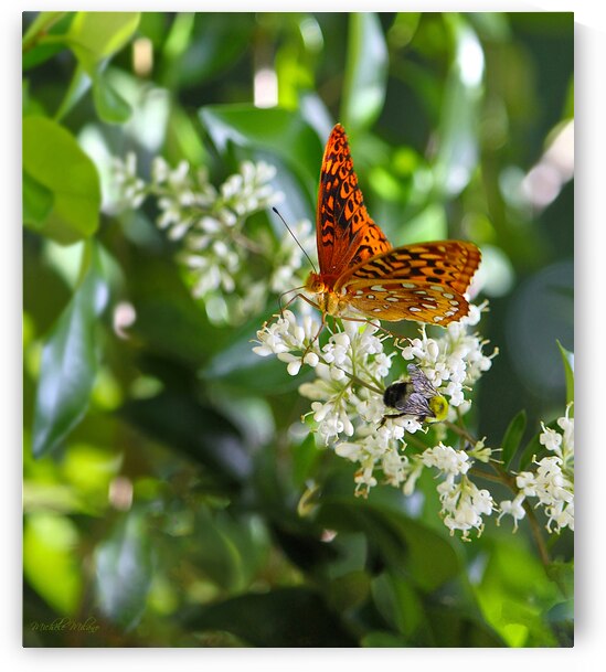 Monarch Butterfly and Bumble Bee  by Michele Milano Arts