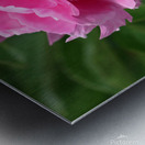 Lone Peony  Metal print