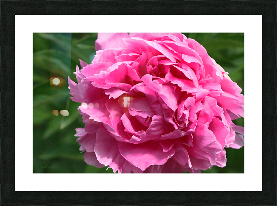Lone Peony  Picture Frame print