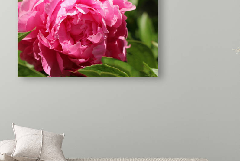 Bright Pink Peony with Water Droplets by Michele Milano Arts
