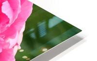 Lone Peony  HD Metal print