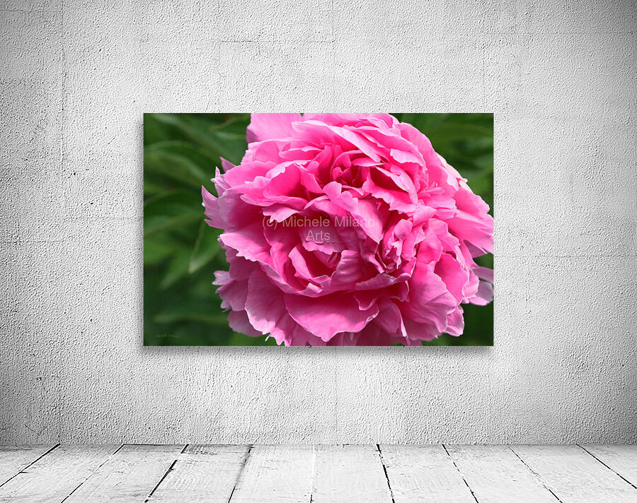 Lone Peony  Wall Preview