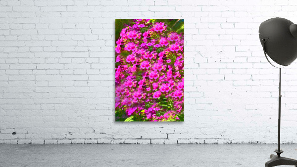 Delphinium Madness Wall Preview