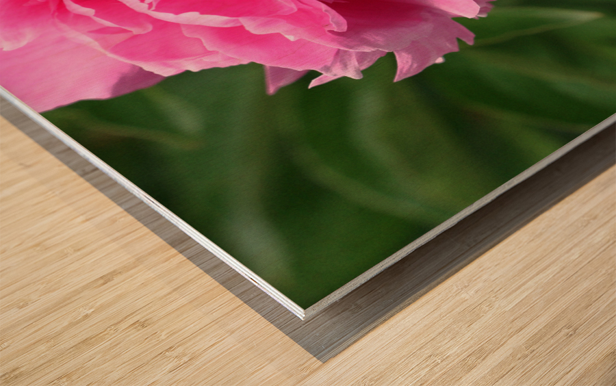 Lone Peony  Wood print