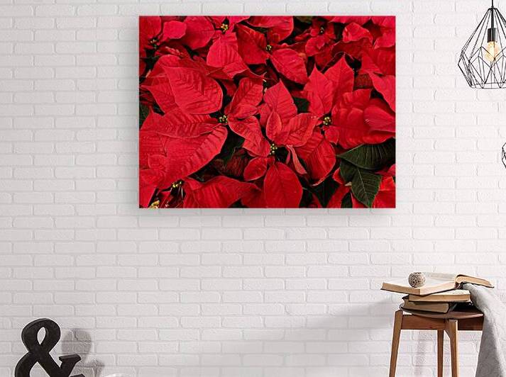 Plentiful Poinsettias by GLENN HANSEN