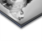 Perplexed Acrylic print