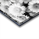 Daisy Acrylic print
