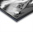 Curious Gaze Acrylic print