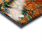 Japanese Maple Acrylic print