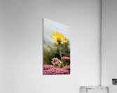 Yellow&Pink Acrylic Print