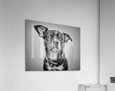 Perplexed Acrylic Print