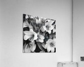 Blossoms Acrylic Print
