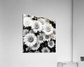 Daisy Acrylic Print