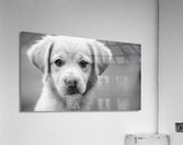 Fluffy Puppy Acrylic Print