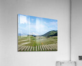Harvest  Acrylic Print