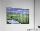 Oasis Acrylic Print