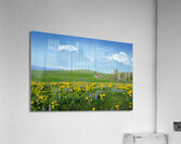 Wildflowers Acrylic Print
