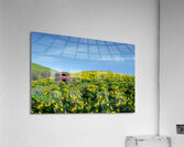 Sunny Acrylic Print