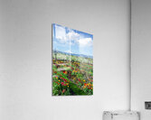 Tulips Acrylic Print