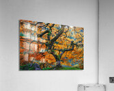 Japanese Maple Acrylic Print