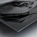 Curious Gaze Metal print