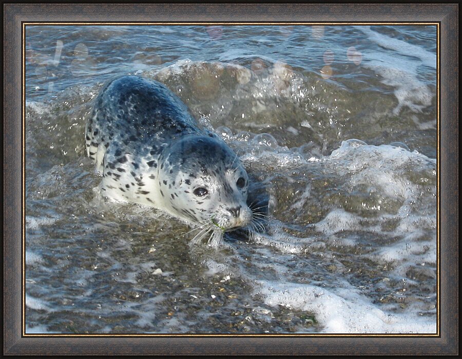 Curiosity  Picture Frame print