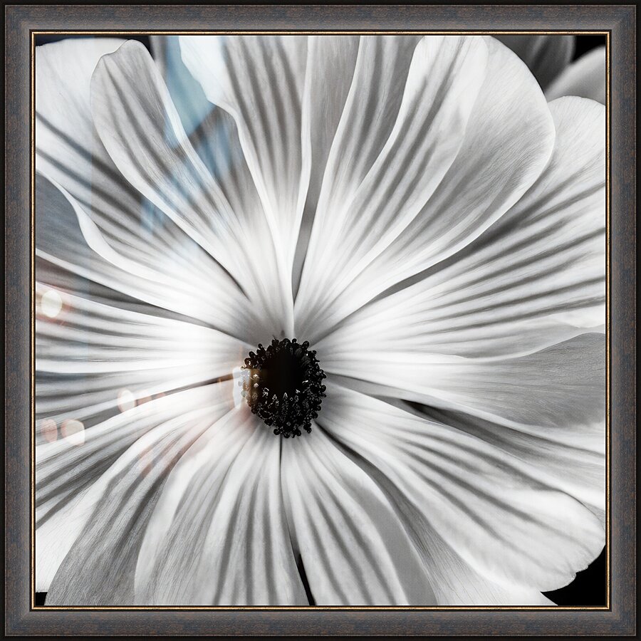Petals Picture Frame print