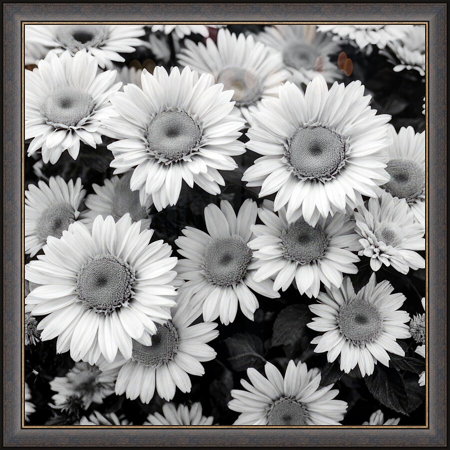 Daisy Picture Frame print