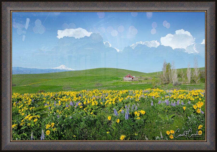 Wildflowers Picture Frame print