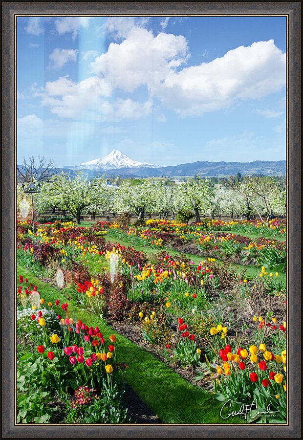 Tulips Picture Frame print