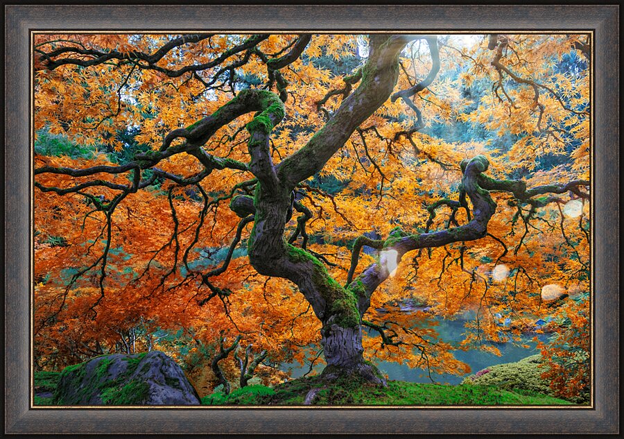 Japanese Maple Picture Frame print