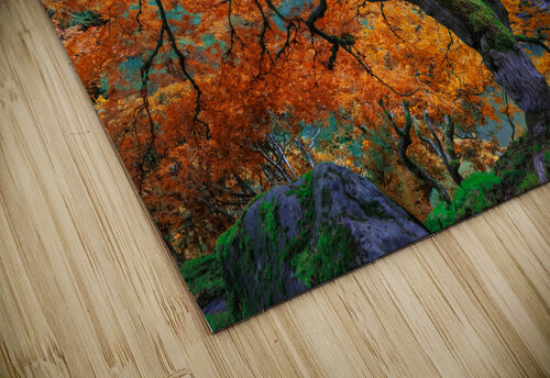 Japanese Maple Charles Francis Studio puzzle