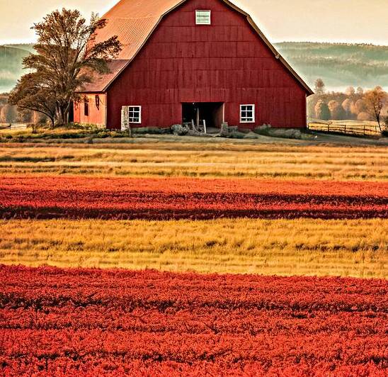 Rural Harmony Reproduction