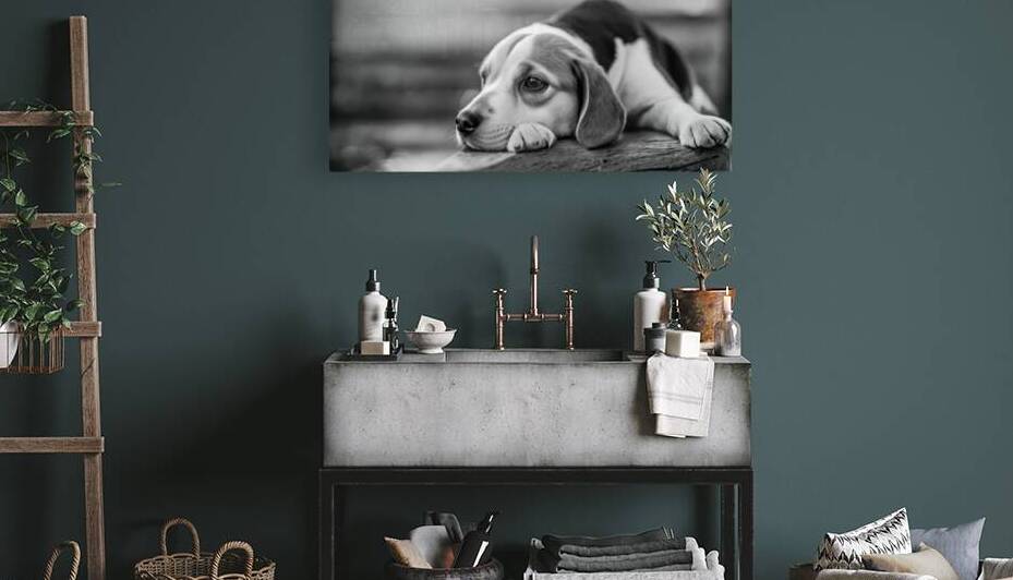 Pensive Pup Reproduction