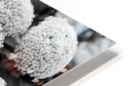 Cotton Balls HD Metal print