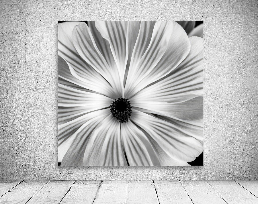 Petals Wall Preview