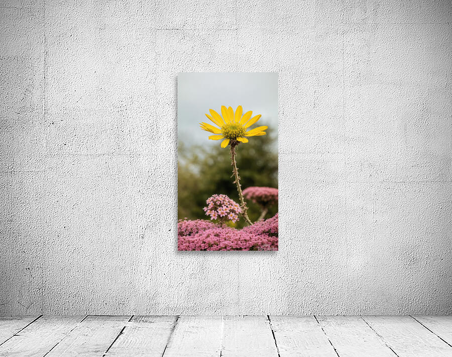 Yellow&Pink Wall Preview