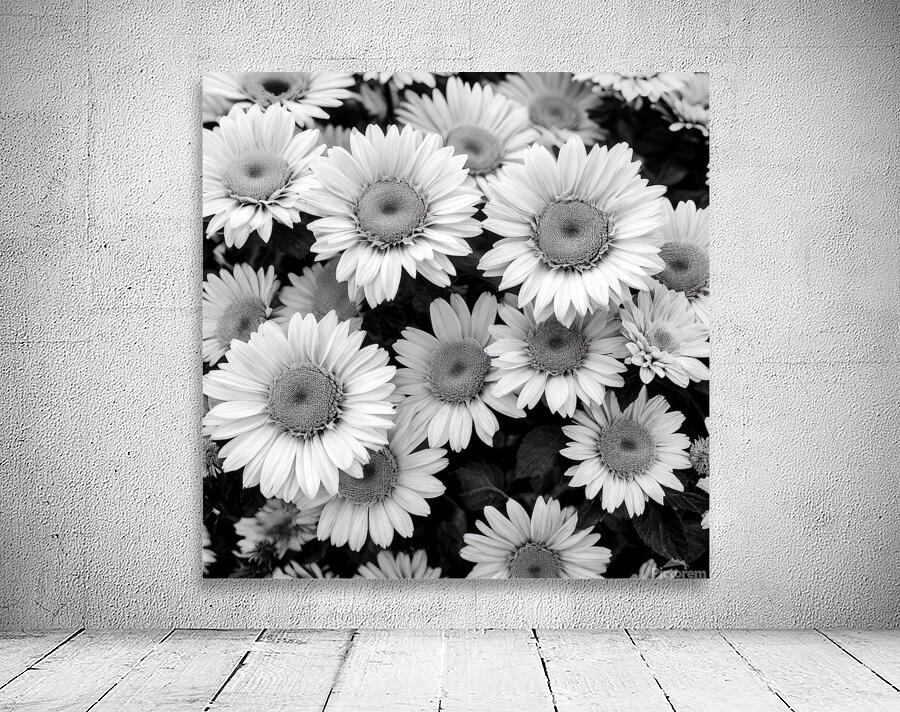 Daisy Wall Preview