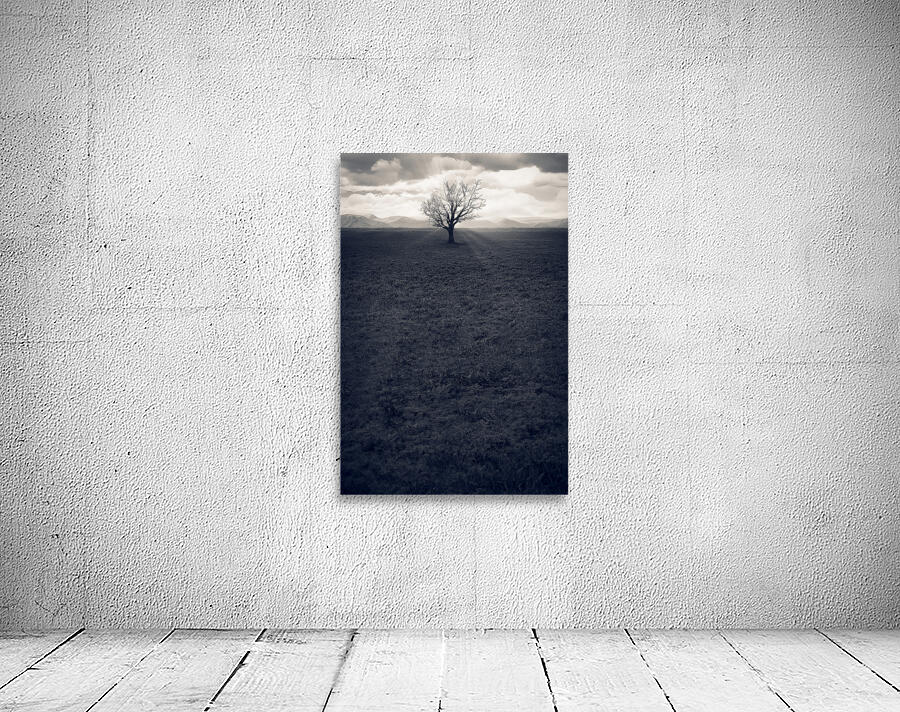 Bare Wall Preview
