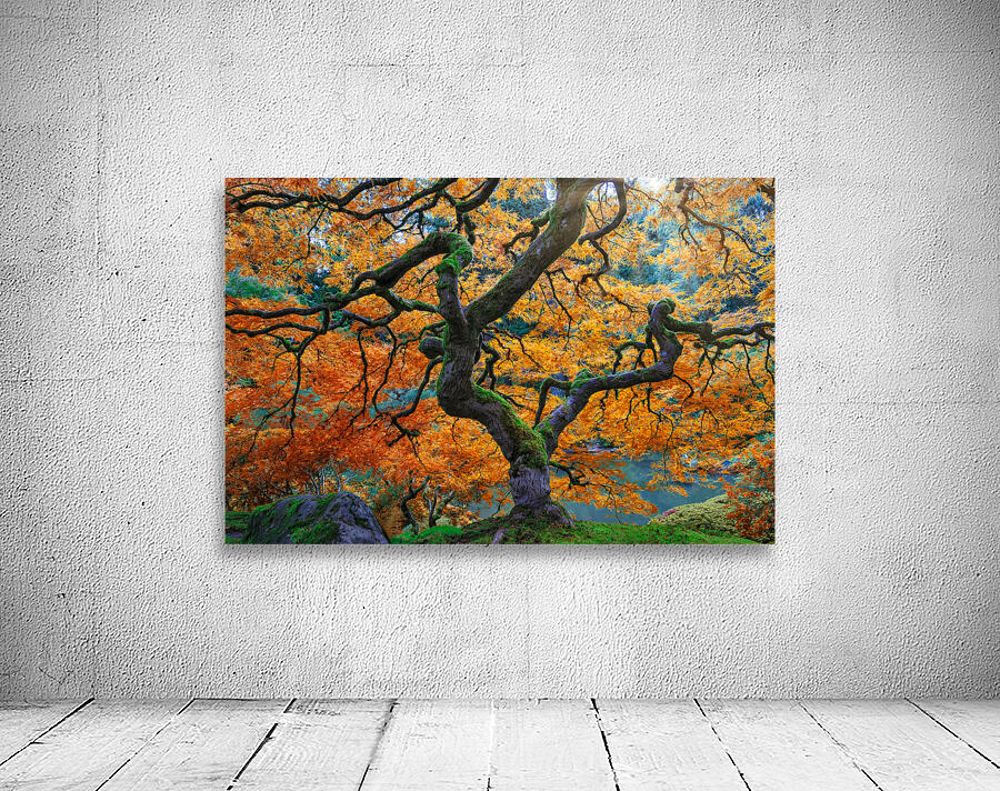Japanese Maple Wall Preview