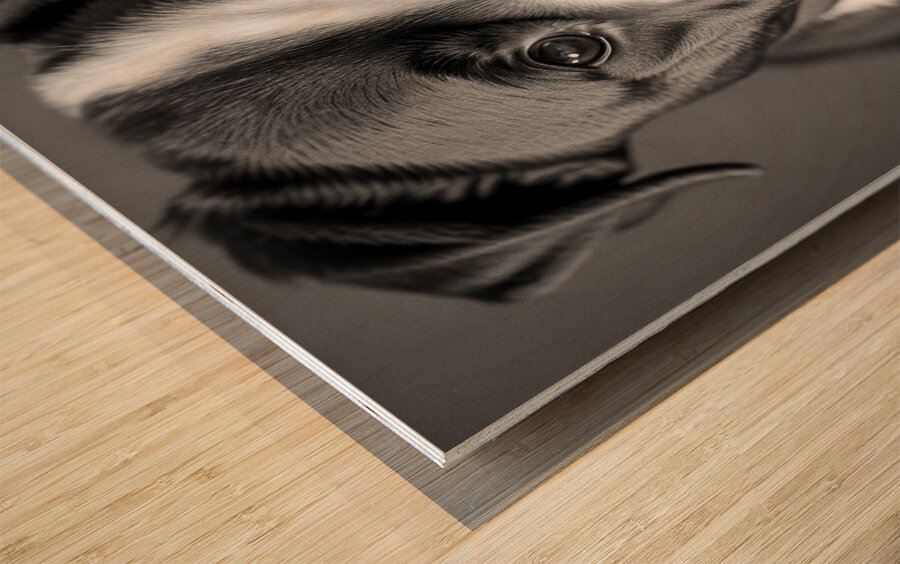 Curious Gaze Wood print