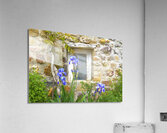 Au n°7 Acrylic Print