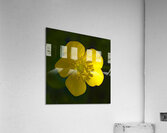 Bouton dOr Acrylic Print