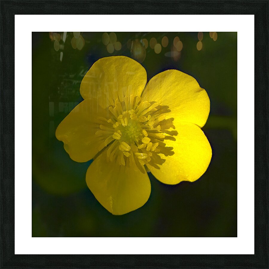 Bouton dOr Picture Frame print